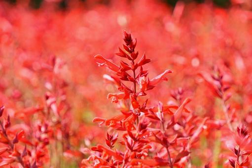 サルビア・ローマンレッド サルビア・ローマンレッド,花,赤の写真素材