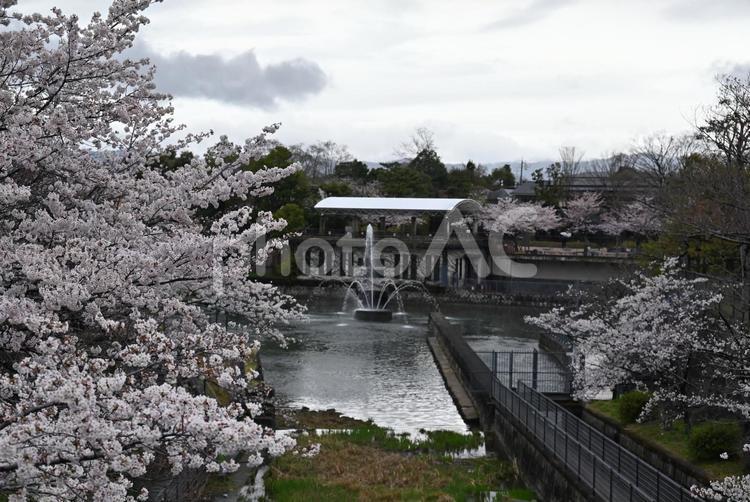 京都　岡崎疏水　桜　2022年 京都,岡崎,疏水の写真素材