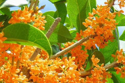 キンモクセイ キンモクセイの写真