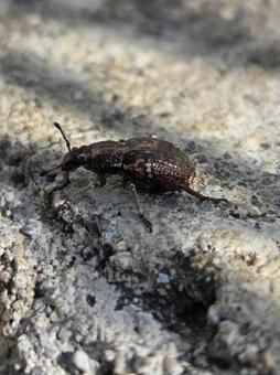 オオタコゾウムシの写真