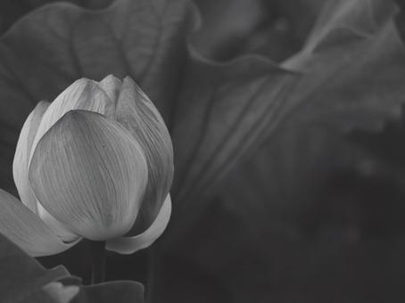 蓮 [白黒/淡]版 縦横4:3 白黒,モノクロ,グレースケールの写真素材