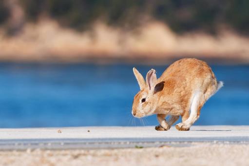 The Rabbits of Okunoshima, JPG The Rabbits of Okunoshima, JPG