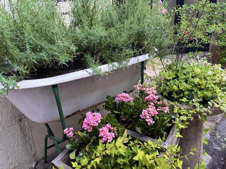 プランターに植えられた花 プランターに植えられた花 プランター,花,植木鉢の写真素材