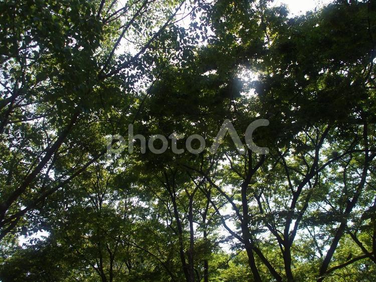 木漏れ日 木漏れ日,木々,樹木の写真素材