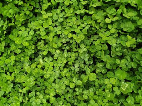 クローバーの写真