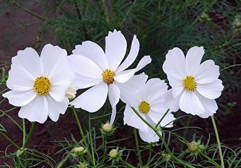 白い花 コスモス,秋の景色,秋の写真素材