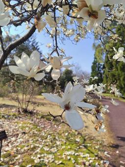 春の公園 春の公園の写真