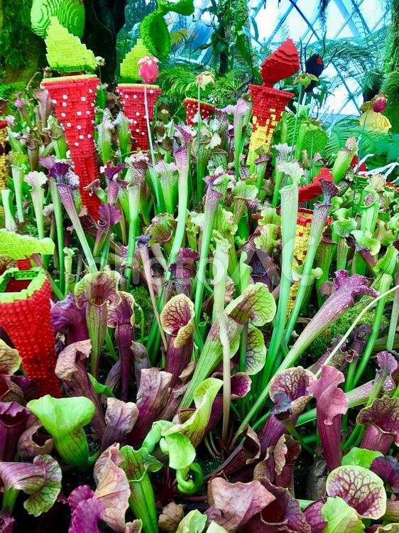 南国の植物 グリーン,シンガポール,南国の写真素材