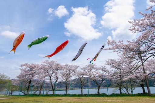 桜並木と鯉のぼり 桜並木と鯉のぼり 鯉のぼり,桜,春の写真素材