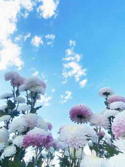 菊と空・その４ 秋空,空,秋の写真素材