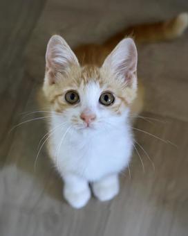 お座りしてうるうる目で見上げる茶白子猫 お座りしてうるうる目で見上げる茶白子猫の写真