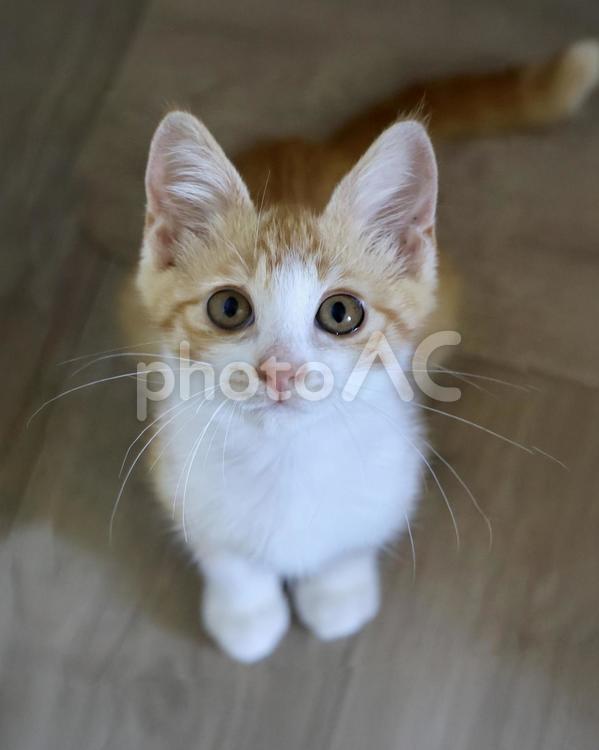 お座りしてうるうる目で見上げる茶白子猫 茶トラ,赤ちゃん,かわいいの写真素材