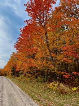 メープルリーブの紅葉 カナダ,大自然,秋の季節の写真素材