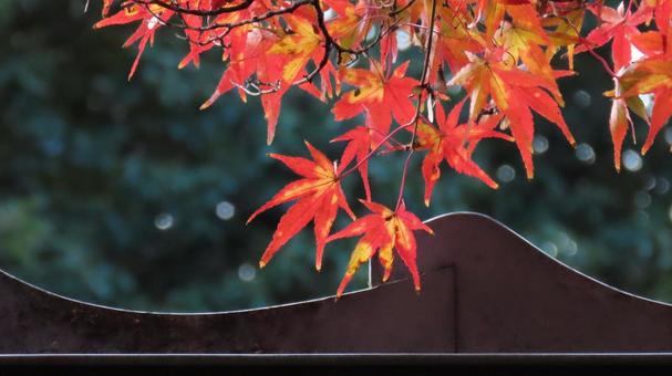 陰影が織りなす紅葉の美 陰影が織りなす紅葉の美 紅葉,樹木,植物の写真素材