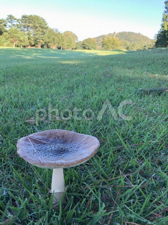 おとぎの国のキノコ キノコ,自生,おとぎの国の写真素材