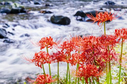 川沿いの彼岸花 川沿いの彼岸花の写真