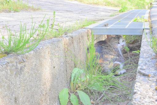 รูปถ่าย, แมว, ฤดูใบไม้ผลิ, กลางแจ้ง, 