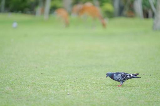 公園を散歩する鳩００４の写真