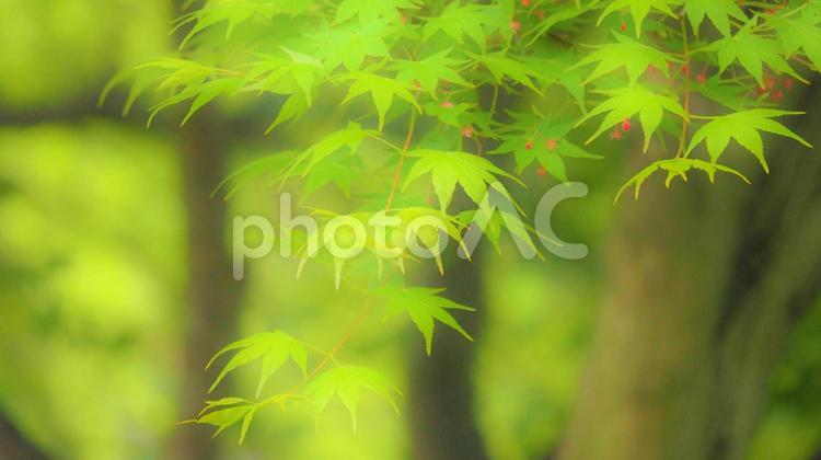 モミジの新緑のイメージ モミジ,かえで,新緑の写真素材