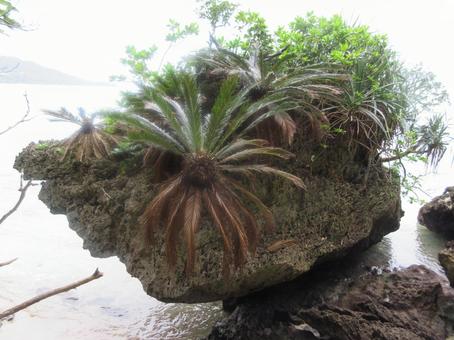 Photo, cycads, rock, large cycles, 