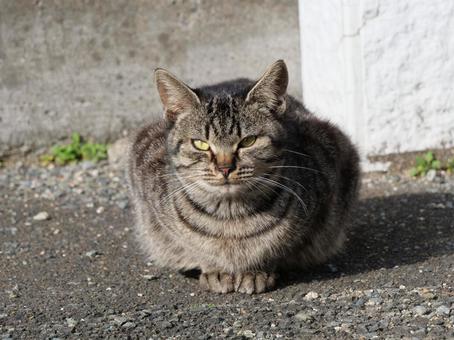 萩市 野良猫 萩市 野良猫 野良猫,地域猫,猫の写真素材