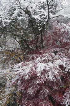 雪化粧した紅葉 雪化粧した紅葉の写真
