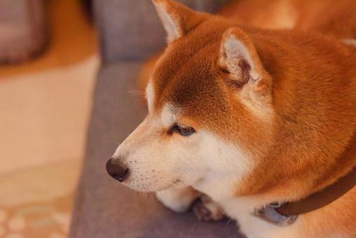 座椅子でくつろぐ柴犬 柴犬,しばいぬ,日本犬の写真素材