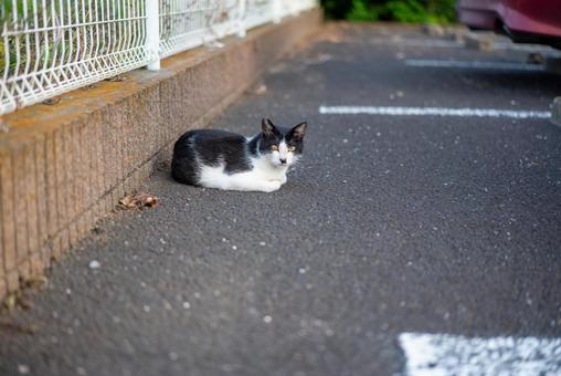 駐車スペースの白黒猫 猫,ねこ,ネコの写真素材
