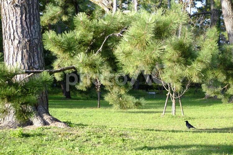芝生の上の子ガラス 松,芝生,公園の写真素材