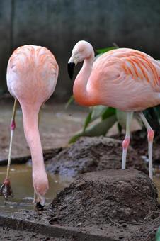 寄り添うフラミンゴ 寄り添うフラミンゴ フラミンゴ,ベニイロフラミンゴ,鳥類の写真素材