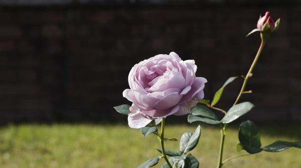 【花の写真】ばらの花 rose,植物,園芸の写真素材