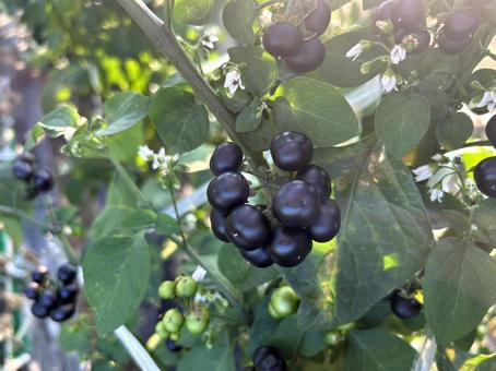 熟しはじめたハックルベリー 2 ハックルベリー,食材,実の写真素材