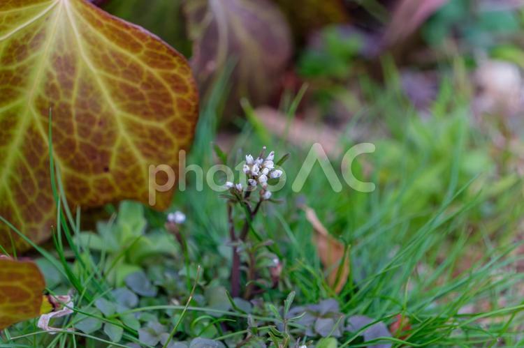 小さな白い花が咲く野の風景 野草,小さな,花の写真素材