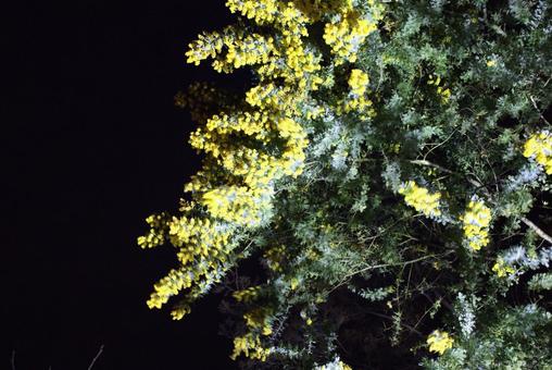 ミモザ ミモザの写真