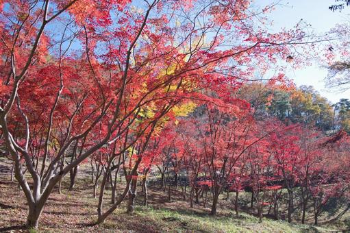 紅葉の木々 紅葉の木々の写真