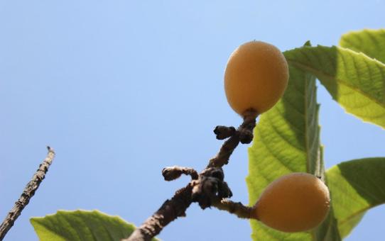 ビワの実りの写真