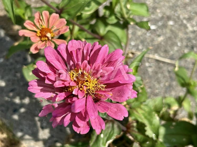 ジニア(ヒャクニチソウ)のピンクの花 ジニア,百日草,花の写真素材