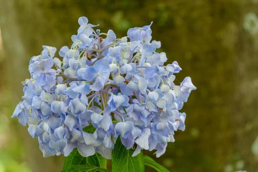 柔らかな光に包まれた青い紫陽花 紫陽花,青,花の写真素材