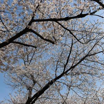 桜 桜の写真