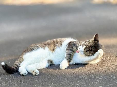 横になりかおを洗うにゃんこ 横になりかおを洗うにゃんこ ネコ,のらねこ,動物の写真素材