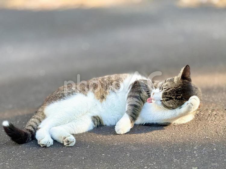 横になりかおを洗うにゃんこ 猫,ネコ,のらねこの写真素材