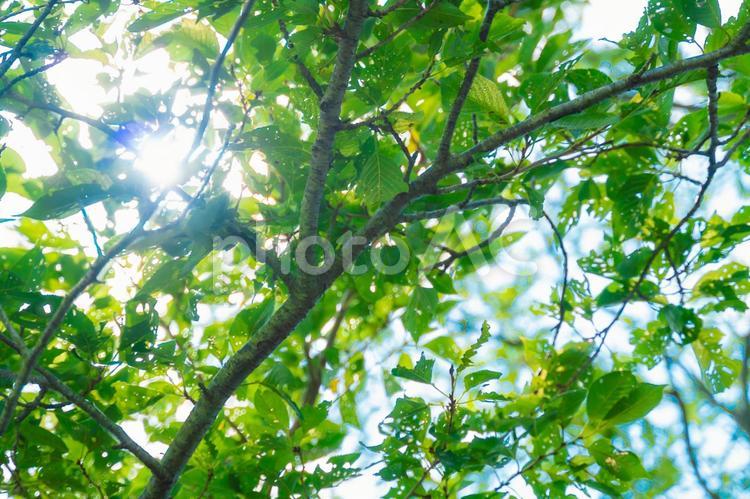 夏の木漏れ日 葉,緑,木漏れ日の写真素材