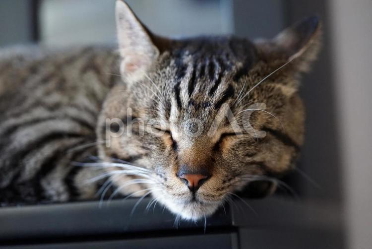 雨の日は眠い・・・ ねこ,キャット,ペットの写真素材