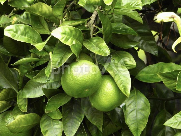 実のなる木 植物,実,木の写真素材