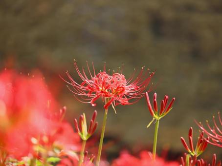 Photo, marlin, higambana, autumn, 