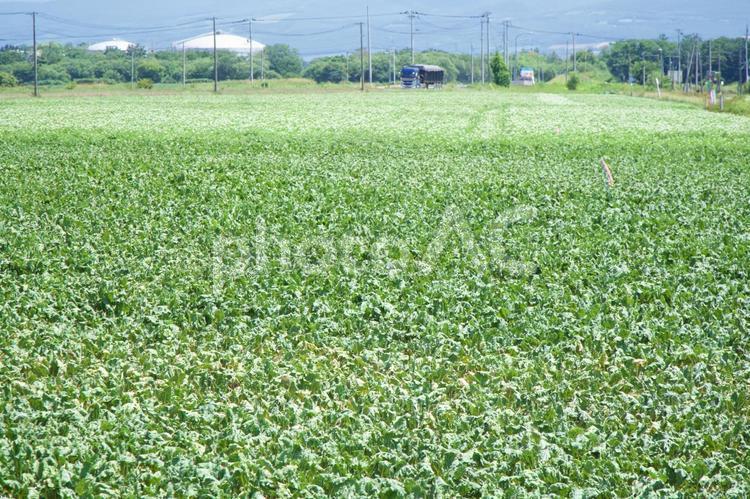夏の日差しを浴びた広大なビート畑 ビート,甜菜,畑の写真素材