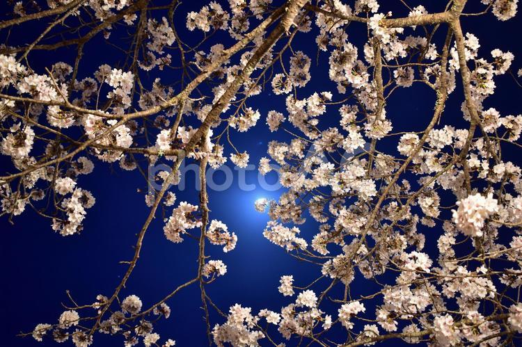夜桜　広島　桜　春 広島県,広島,中国地方の写真素材