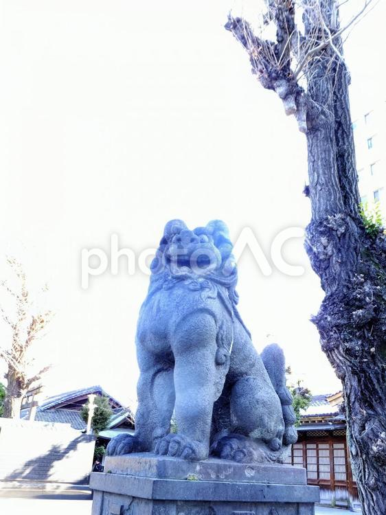 牛嶋神社の狛犬 牛嶋神社,狛犬,魔除けの写真素材