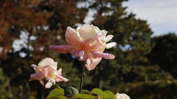 【花の写真】ばらの花 rose,植物,園芸の写真素材