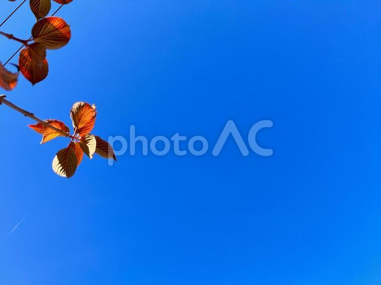 葉っぱと空の風景_01 葉っぱ,葉,木の葉の写真素材